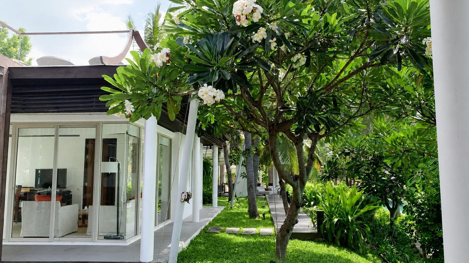 The 2nd Pavilion from the lawn, frangipani in flower beside the timber deck