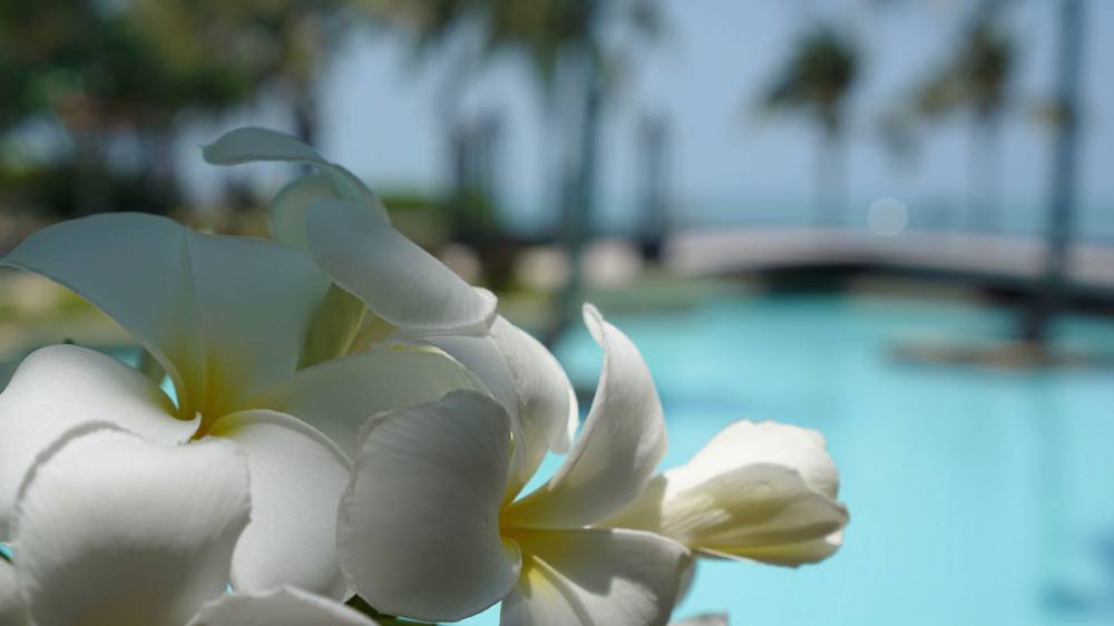 Frangipani blossom beside the pool