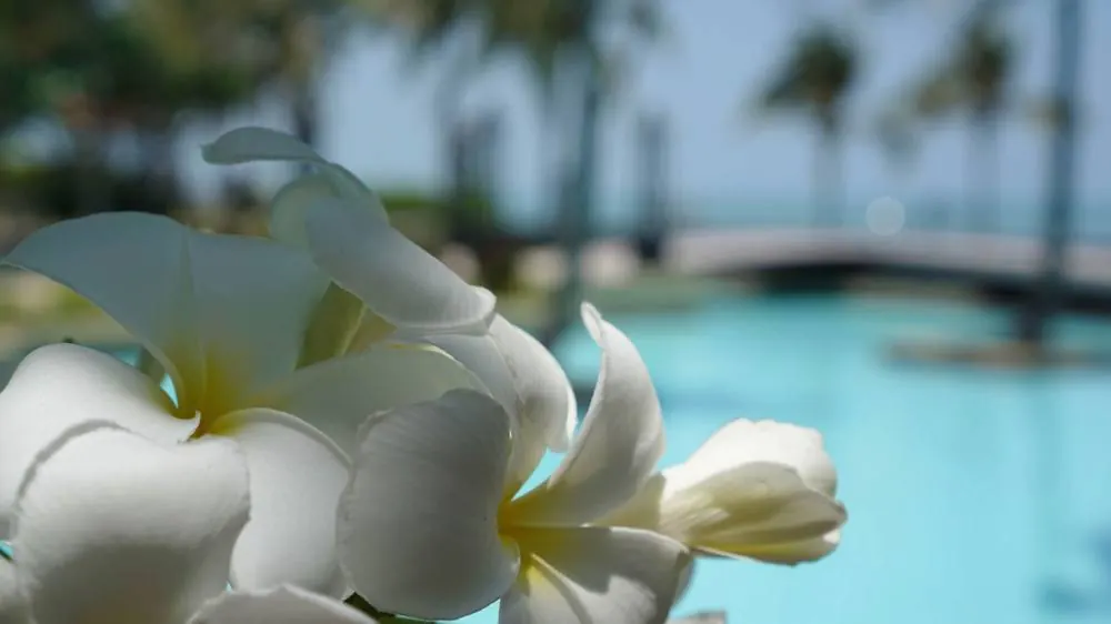 Frangipani blossom beside the pool